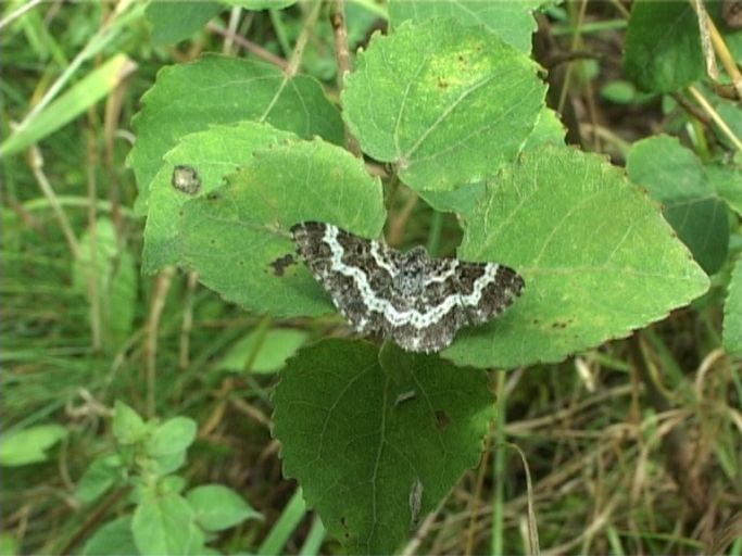 Fleckleib-Labkrautspanner ( Epirrhoe tristata ) : Brüggen, Brachter Wald, 01.09.2006